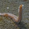 Bristleworm