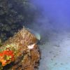 Spawning Barrel Sponges