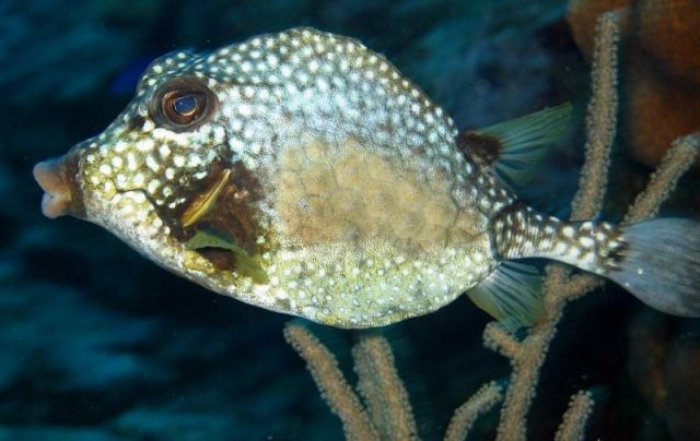 Spotted trunkfish