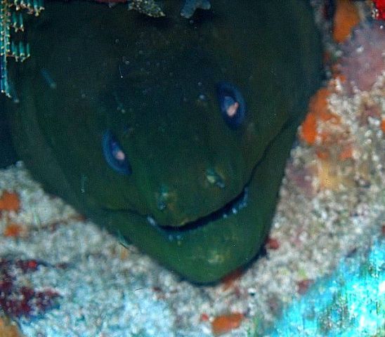 Head of a large green moray!