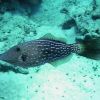 Spotted Filefish