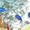 Blue Chromis