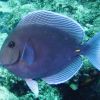 Blue Tang