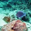 Blue Tang