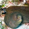 Brown spotted eel