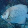 Gray angelfish