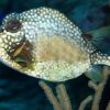 Spotted trunkfish