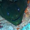 Head of a large green moray!