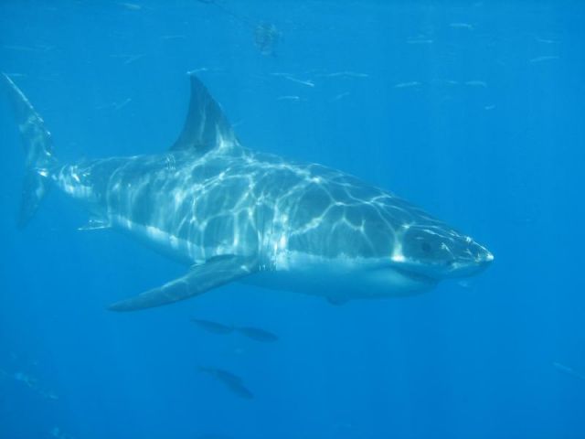 Great White!
