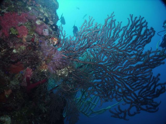 Atoll diving