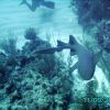 Shark!