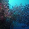 Atoll diving