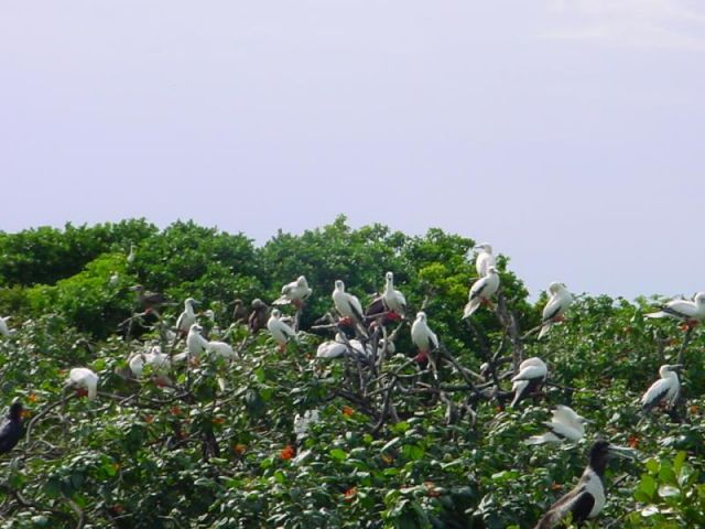 lots of boobys