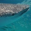 Whaleshark in Holbox head shot