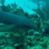 Nurse shark