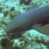 Nurse shark