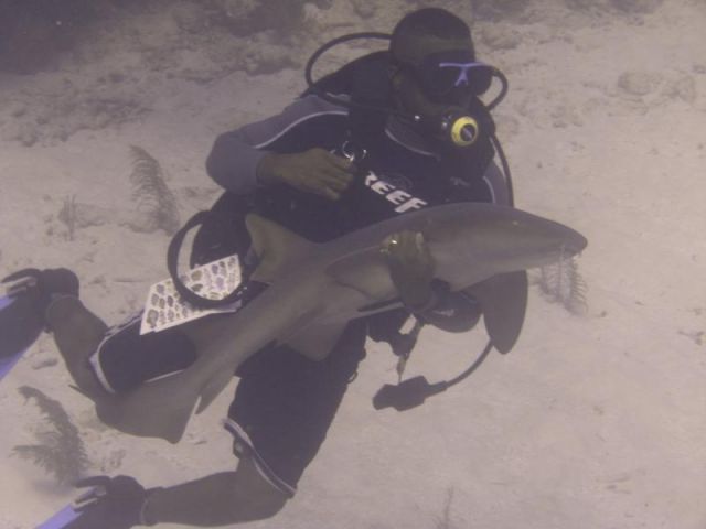 Divemaster doing inappropriate things to a shark