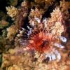 Lionfish