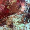 octopus vs. lionfish
