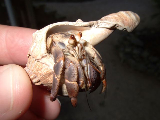 hermit crab.JPG