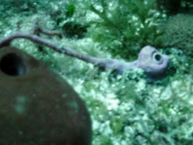 Strange eyeballs...
