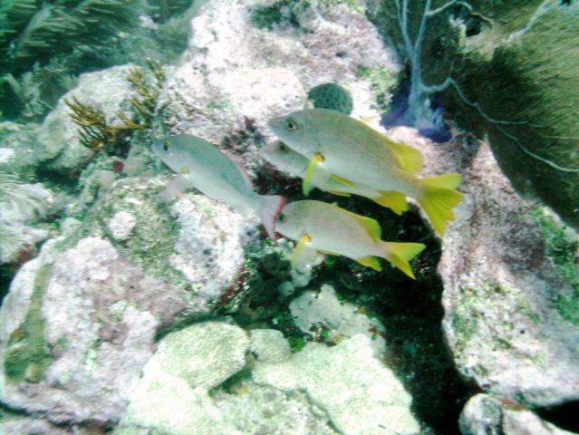 Which of these is NOT like the others?