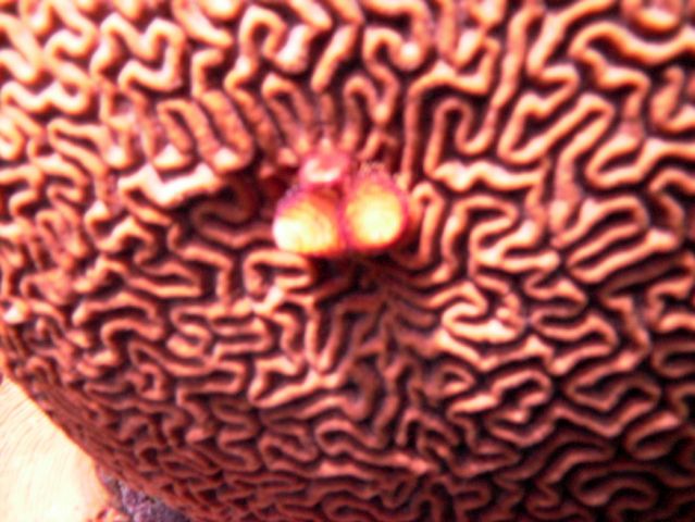 Do demons hide inside that brain coral!?!?