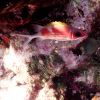 Shy Squirrelfish....