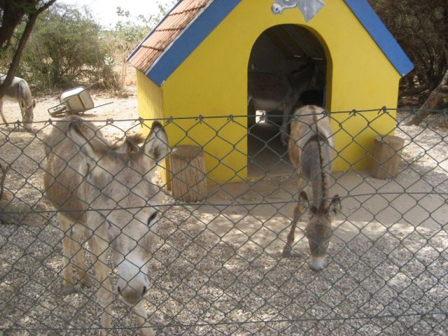 orphaned donkeys