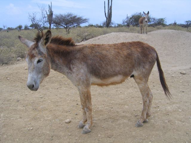 Donkey at sanctuary