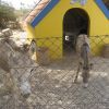 orphaned donkeys