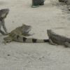 Those begging iguanas