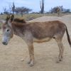 Donkey at sanctuary