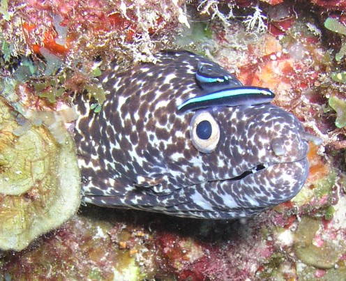 Spotted moray with buddy