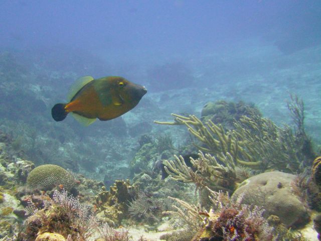 White Spotted Filefish - Orange Phase