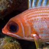 Squirrelfish Eye