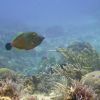 White Spotted Filefish - Orange Phase