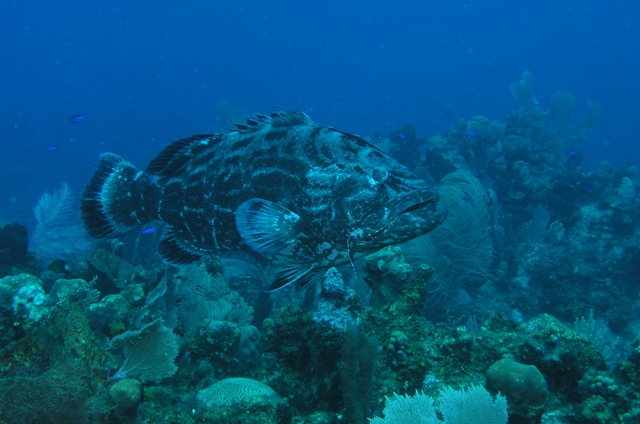 Another Grouper