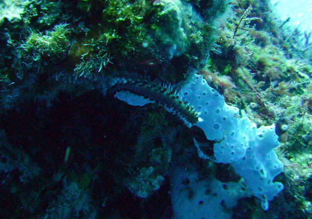 Fire Worm on Rig