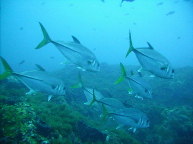Horse Eye Jackfish