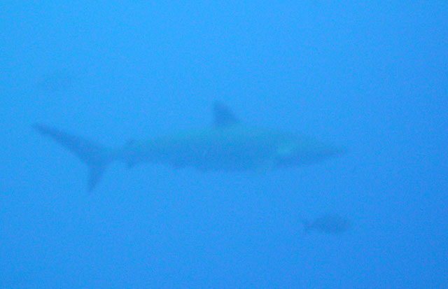Shark on rig dive