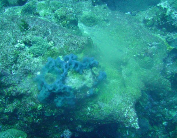 Spawning sponges