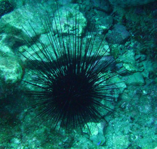 Sea Urchin out during the day