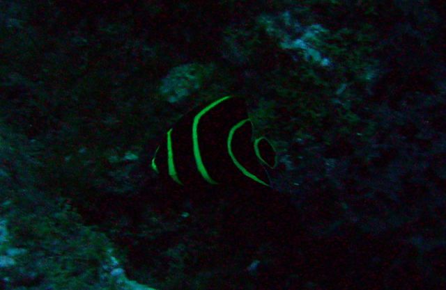 Reef Fish