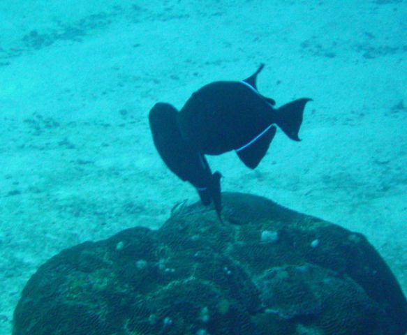 Fish on reef