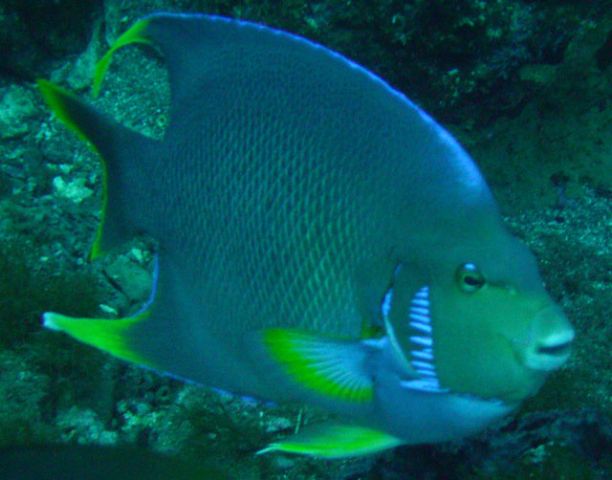 Reef Fish