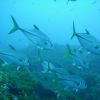 Horse Eye Jackfish