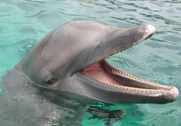 Dolphin Paya