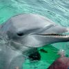 Paya, Our Dolphin Pal