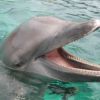 Dolphin Paya